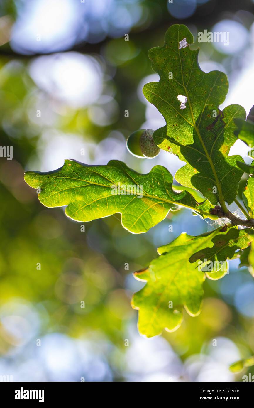 Albero di quercia inglese (Quercus robur)), quattro o cinque, lobato, foglie viste dal basso. Stocchi corti, peduncolo indicativo di questa specie di quercia, come distinc Foto Stock