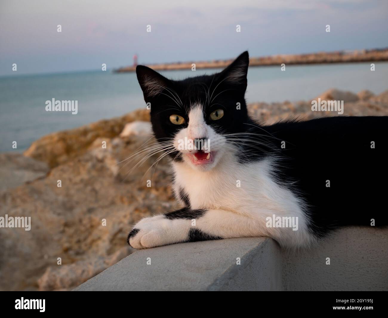 Gatto seduto sulle rocce di fronte al mare mostrando denti affilati Foto Stock