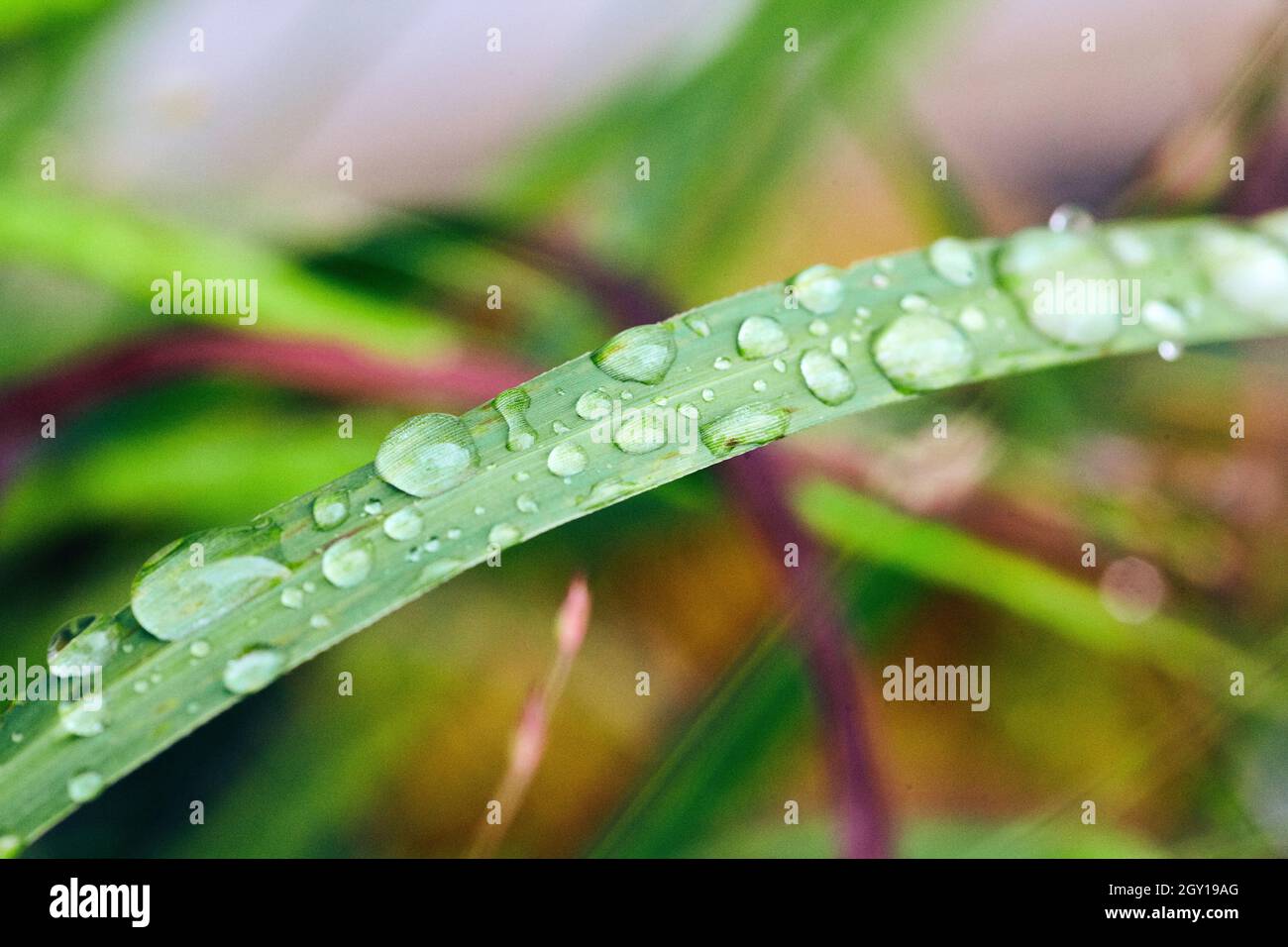 Macro dettagli di gocce d'acqua su erba Foto Stock