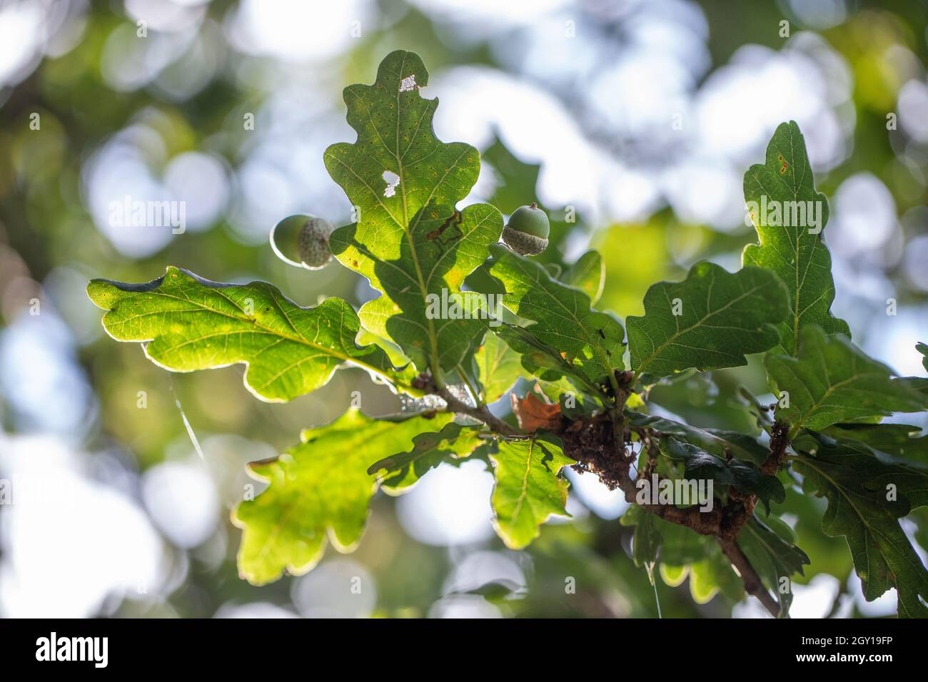 Albero di quercia inglese (Quercus robur)), quattro o cinque, lobato, foglie viste dal basso. Stocchi corti, peduncolo indicativo di questa specie di quercia, come distinc Foto Stock