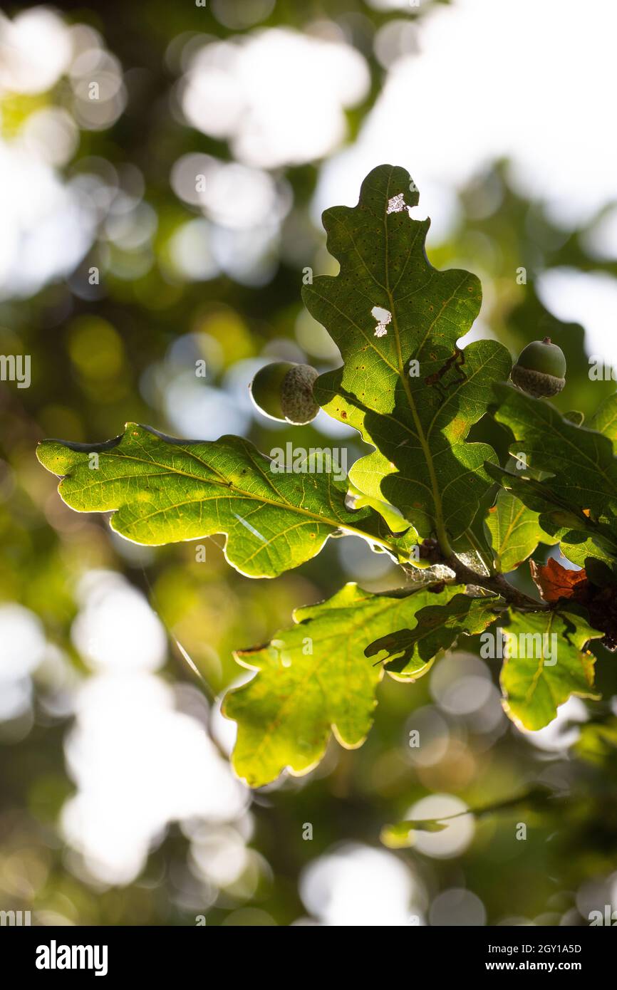 Albero di quercia inglese (Quercus robur)), quattro o cinque, lobato, foglie viste dal basso. Stocchi corti, peduncolo indicativo di questa specie di quercia, come distinc Foto Stock