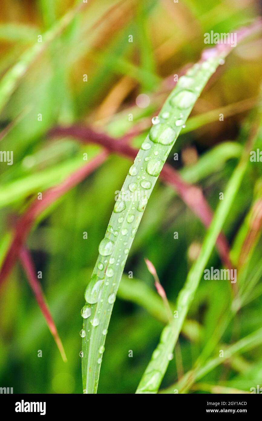 Dettagli delle gocce d'acqua che si aggrappano alle lame d'erba Foto Stock