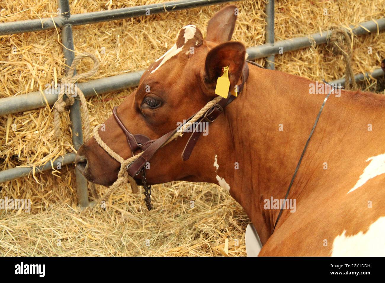 Una grande mucca marrone si è inginzita su un letto di paglia. Foto Stock