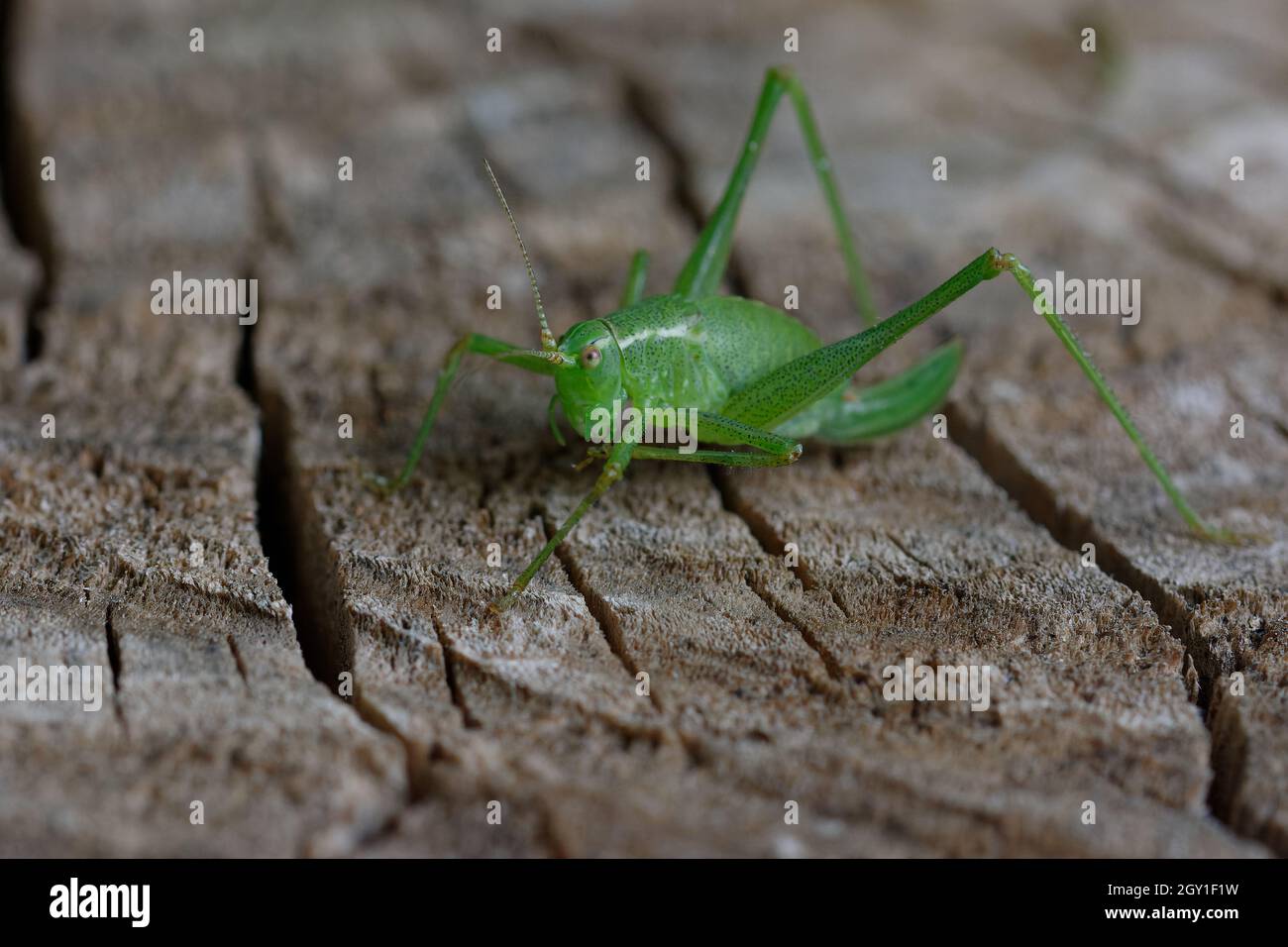 Chiazzato bush-cricket (Leptophyes punctatissima) Foto Stock