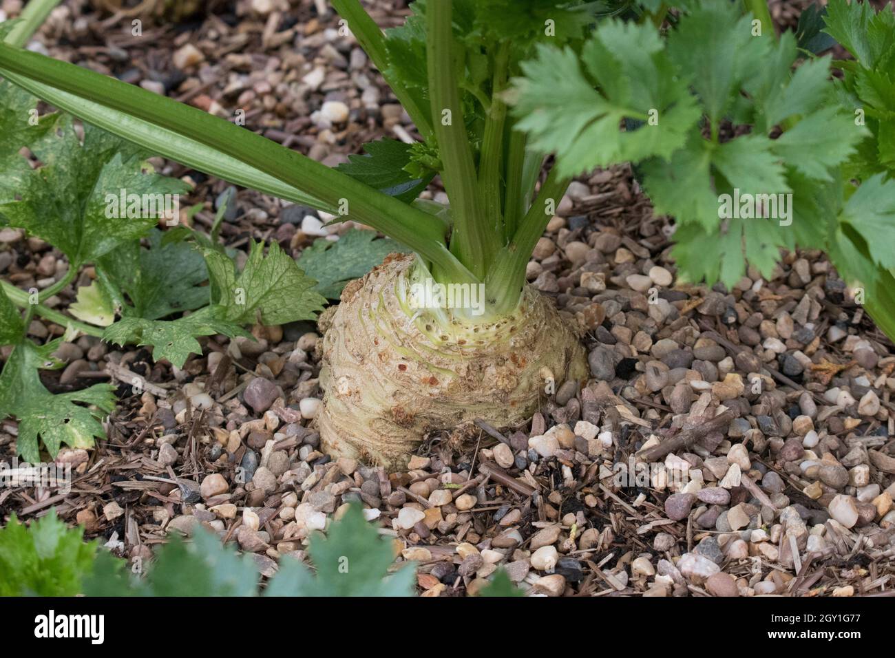 Più brutto vegetale Celeriac anche chiamato sedano radice e rapa radicato sedano Foto Stock