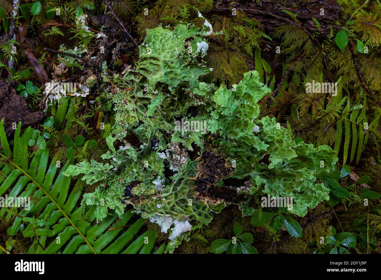 Oregon Lungwort, Lobaria origana, scala del Parco Nazionale Olimpico, Washington state, USA Foto Stock