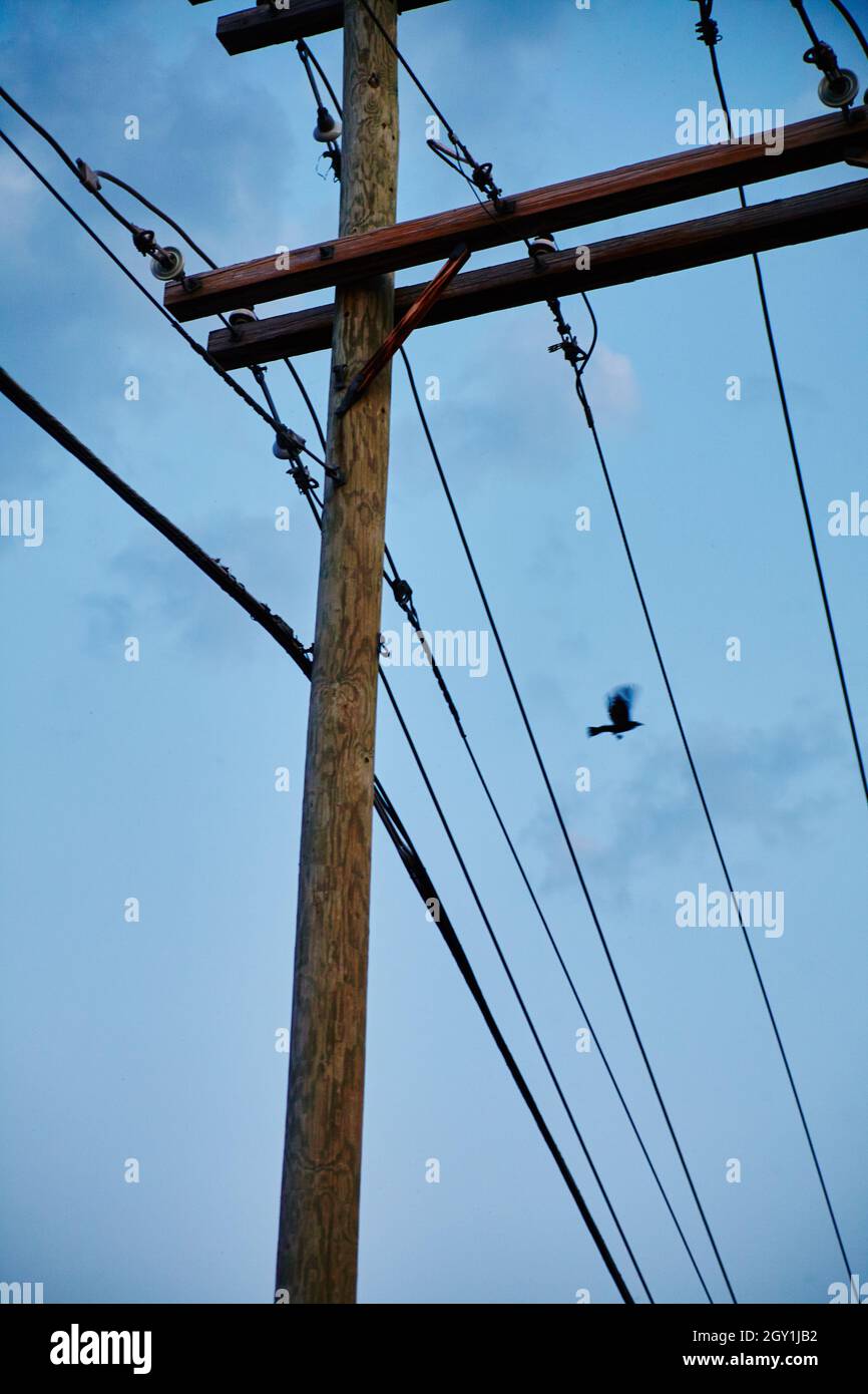 L'uccello vola sopra parecchie linee telefoniche in un giorno libero Foto Stock