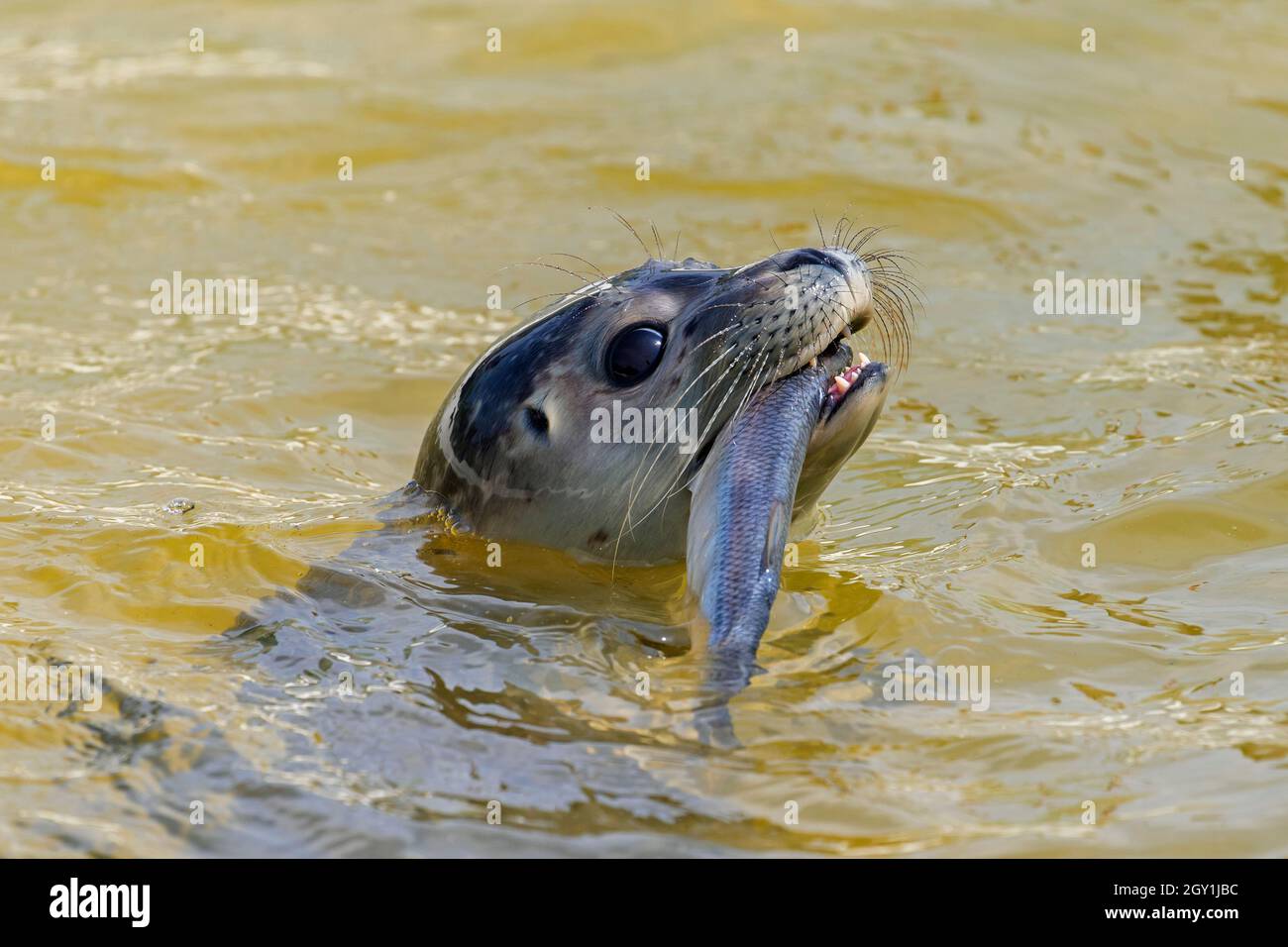 Primo piano di foca comune / foca portuale (Phoca vitulina) mangiare aringa atlantica (Clupea harengus) in mare Foto Stock