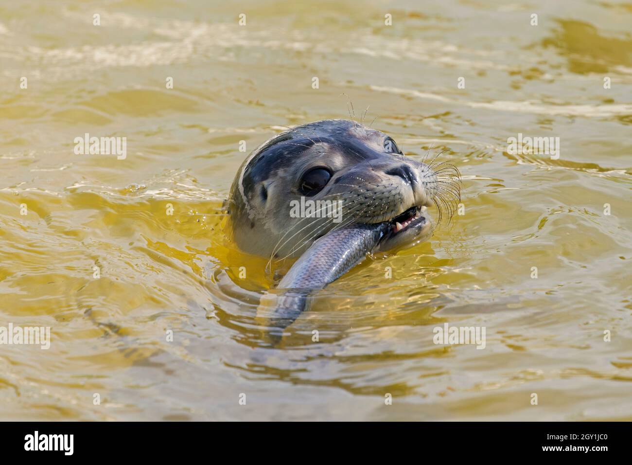 Primo piano di foca comune / foca portuale (Phoca vitulina) mangiare aringa atlantica (Clupea harengus) in mare Foto Stock