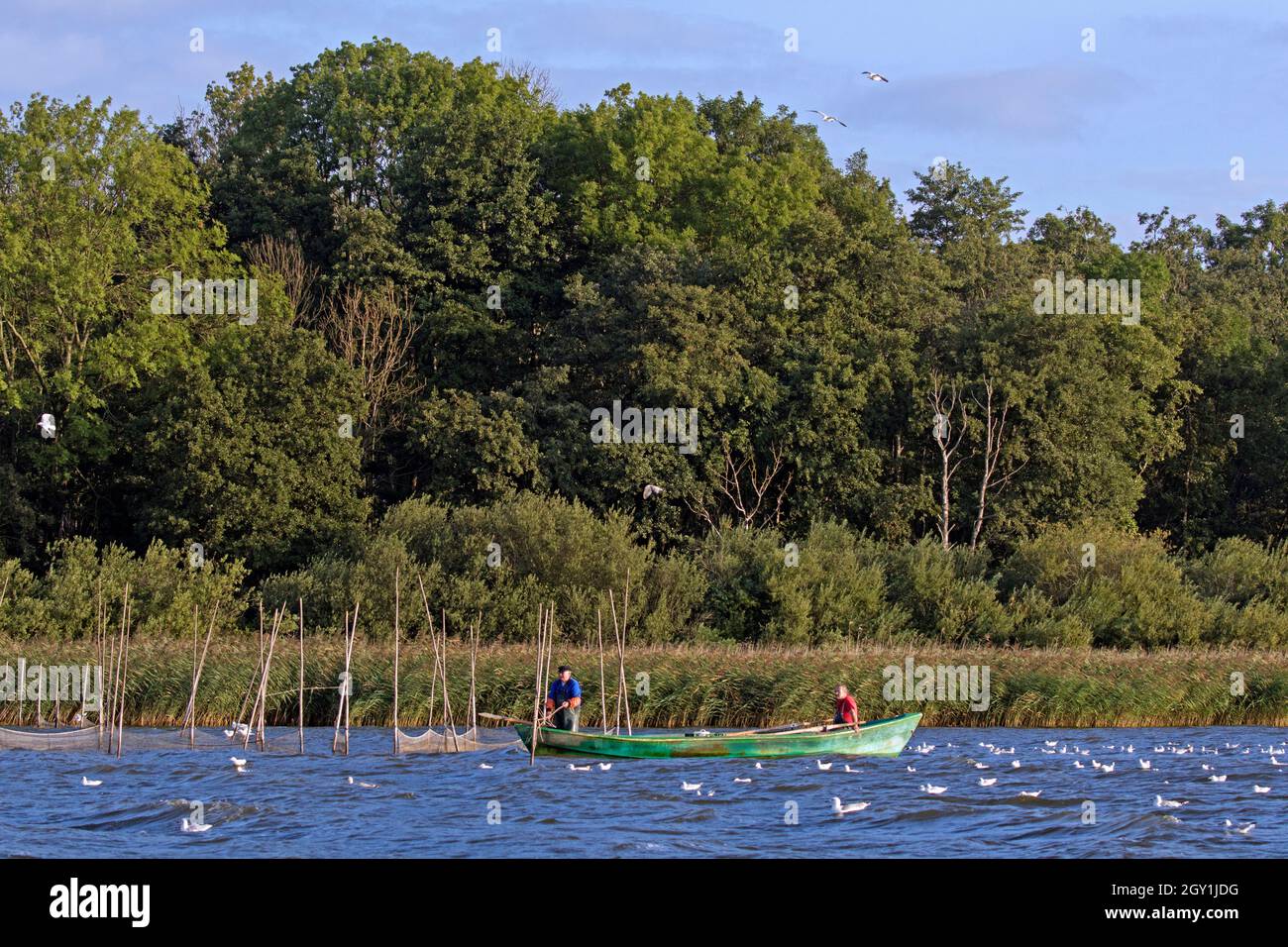 Due pescatori in barca a remi / barca a remi controllo catture in reti da pesca nel lago in estate, Meclemburgo Pomerania occidentale, Germania Foto Stock