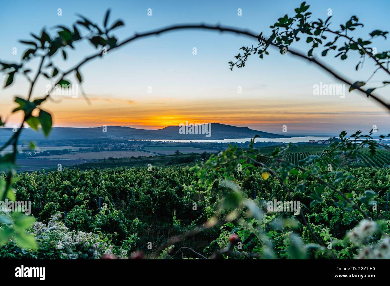 Vigneti, regione di Palava, nove Mlyny Reservoir al tramonto, Moravia meridionale, Repubblica Ceca. Paesaggio rurale autunno con alberi, verdi colline e lago.Panoramic Foto Stock