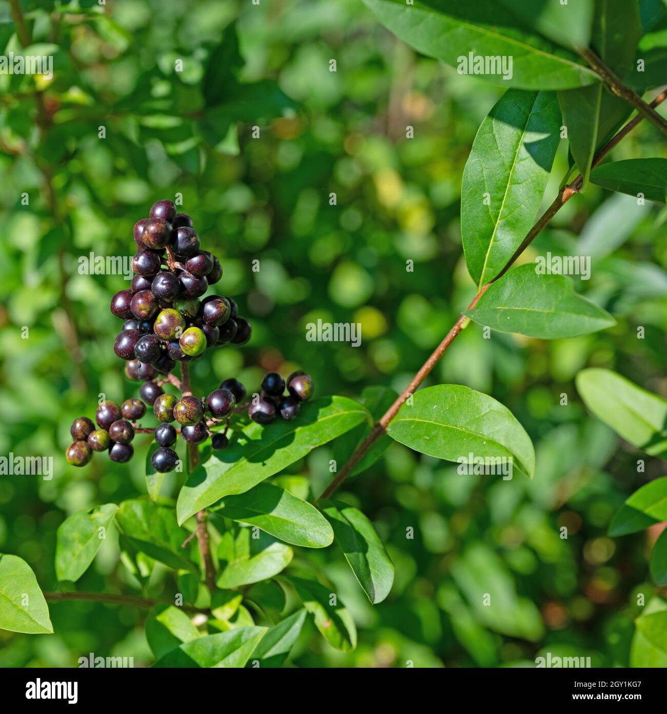 Bacche mature del privet, Ligustrum vulgare Foto Stock