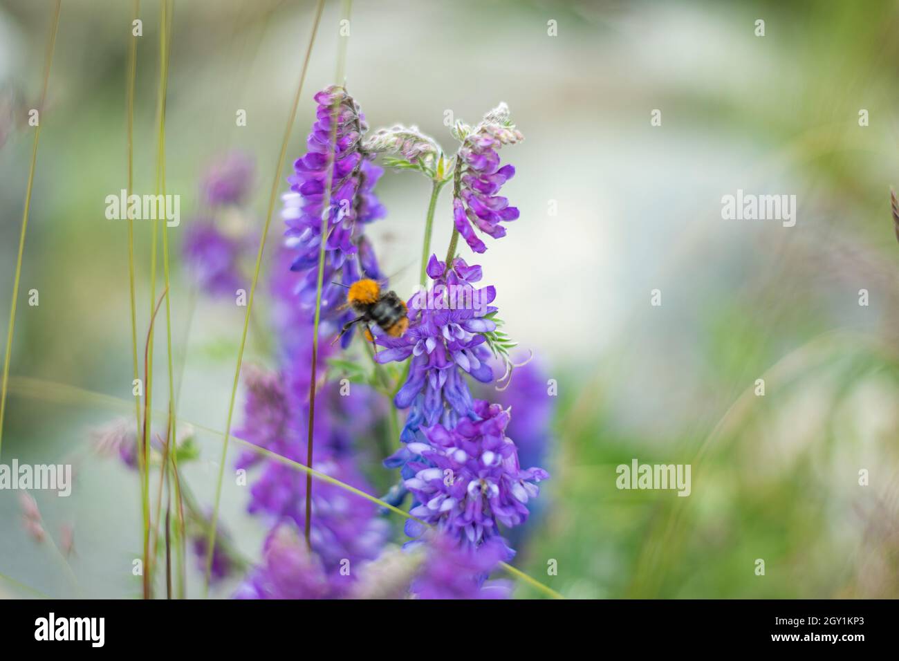 Isolato ape di miele di insetto selvatico mentre succhiando nettare dai fiori di lavanda su sfondo naturale con profondità di campo poco profonda. Foto Stock
