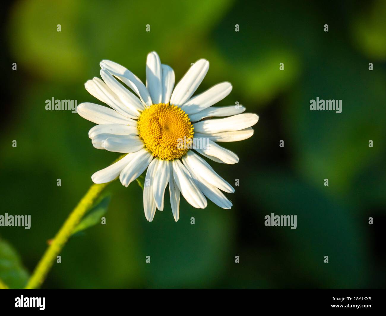 Primo piano di un singolo fiore bianco margherita Foto Stock