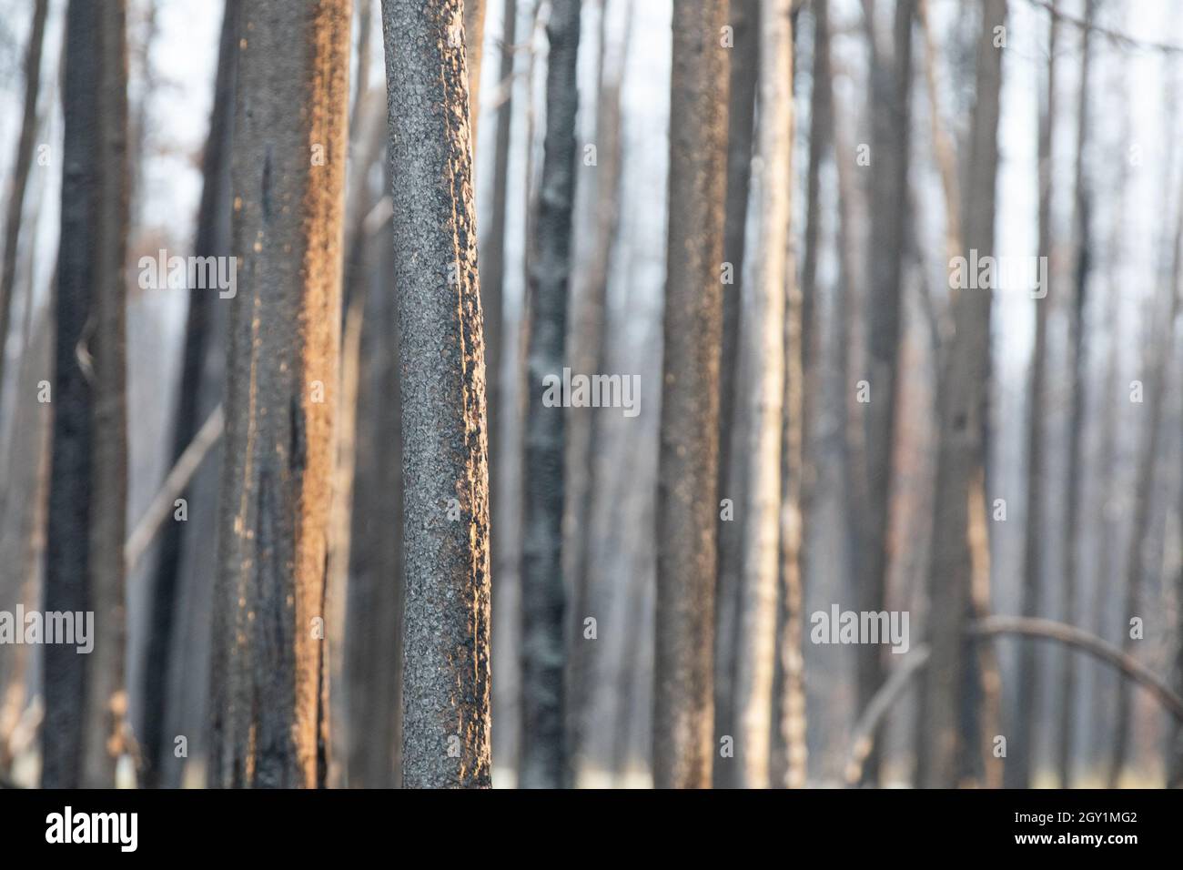 legno bruciato da un fuoco di foresta Foto Stock
