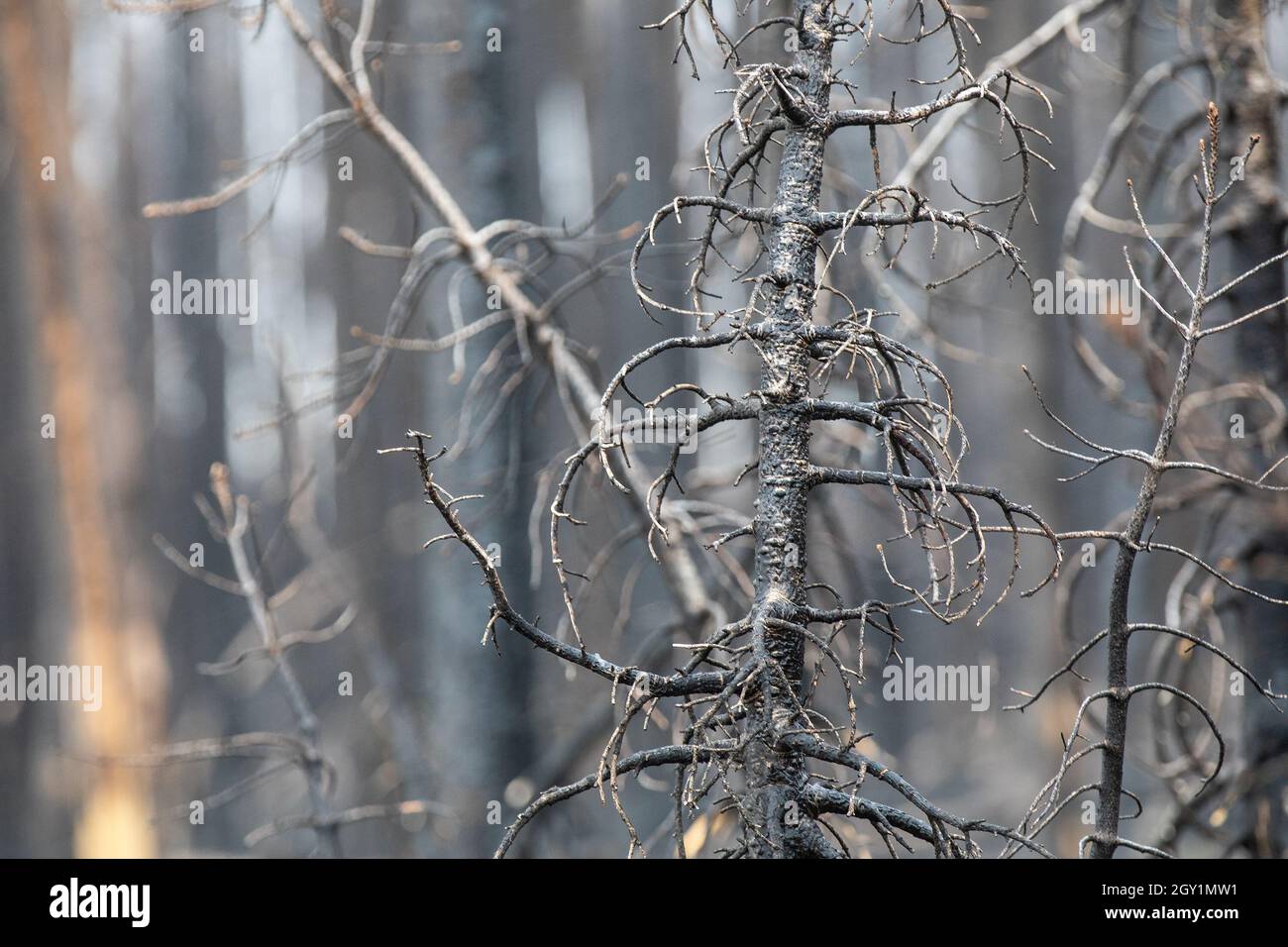 alberi morti da un fuoco di foresta che bruciò attraverso la zona Foto Stock