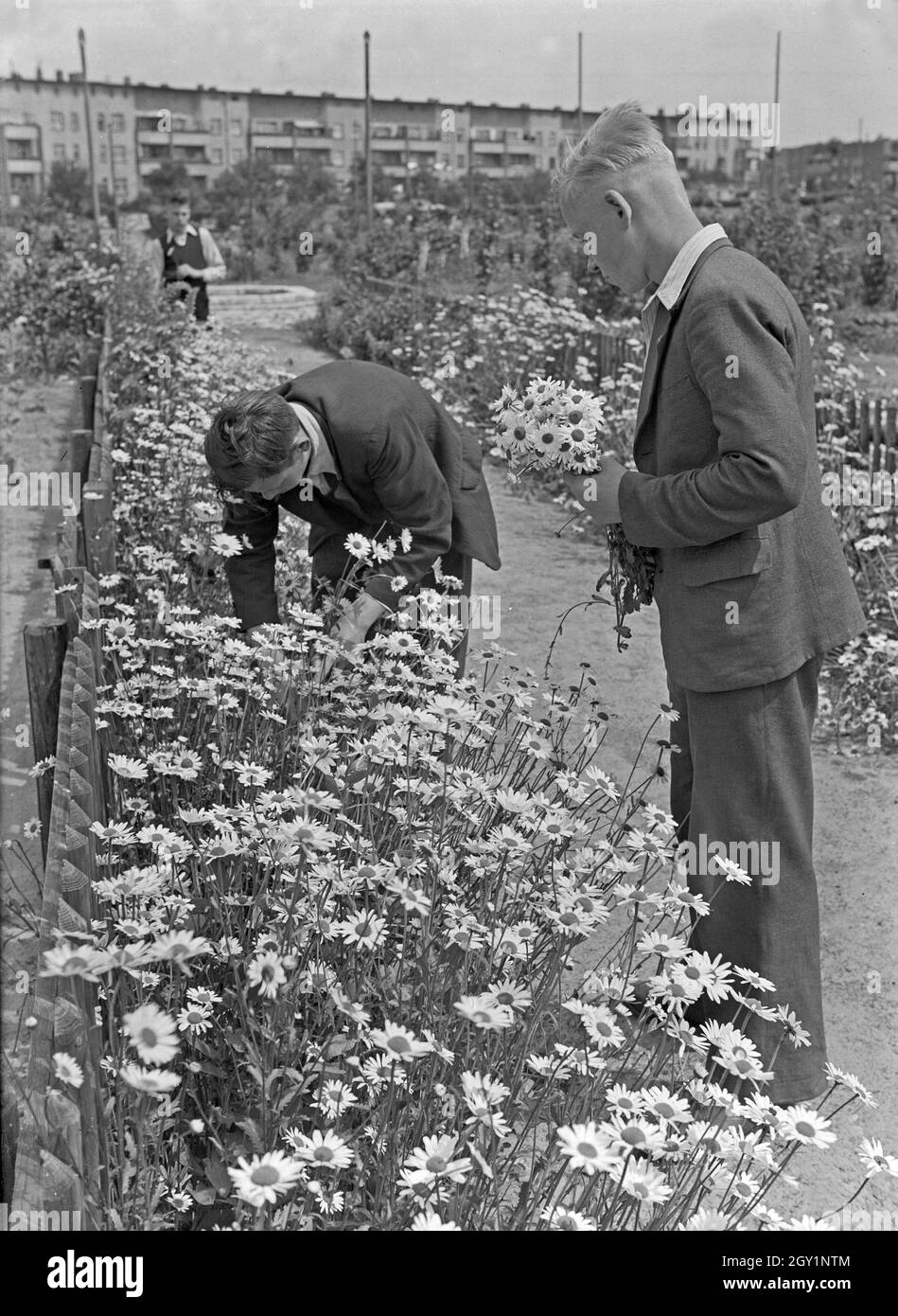 Zwei Jungen pflücken einen Strauß Margariten, Deutschland 1930er Jahre. Due ragazzi la raccolta dei fiori, Germania 1930s. Foto Stock