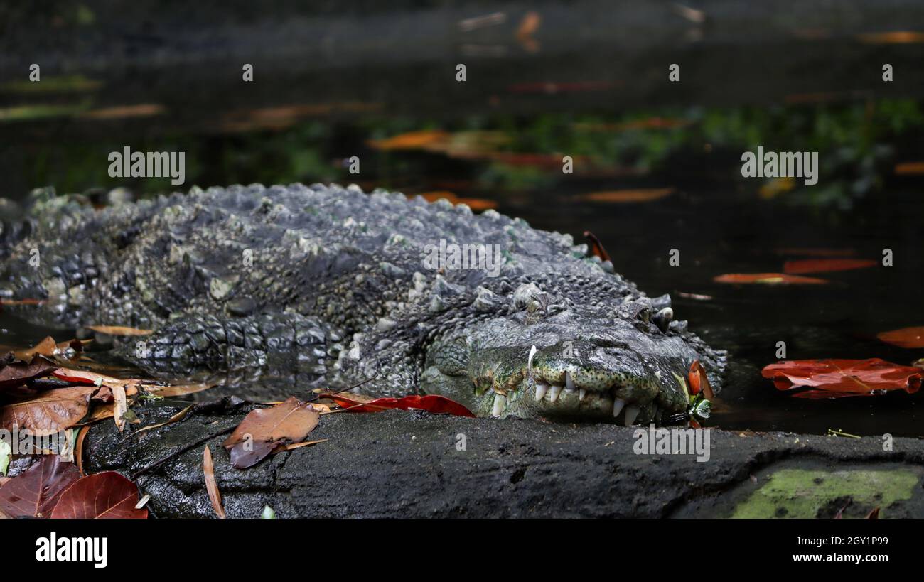 Uno dei coccodrilli si trova a terra Foto Stock