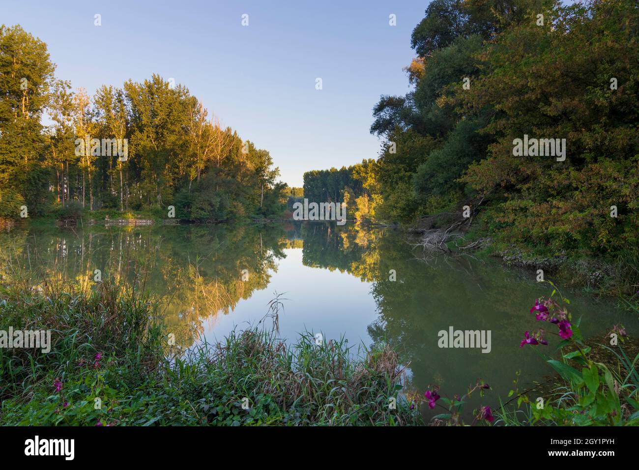 Szigetköz (Isola di Rye, Kleine Schüttinsel): Anabranch, braccio del Danubio, foresta in , Györ-Moson-Sopron, Ungheria Foto Stock