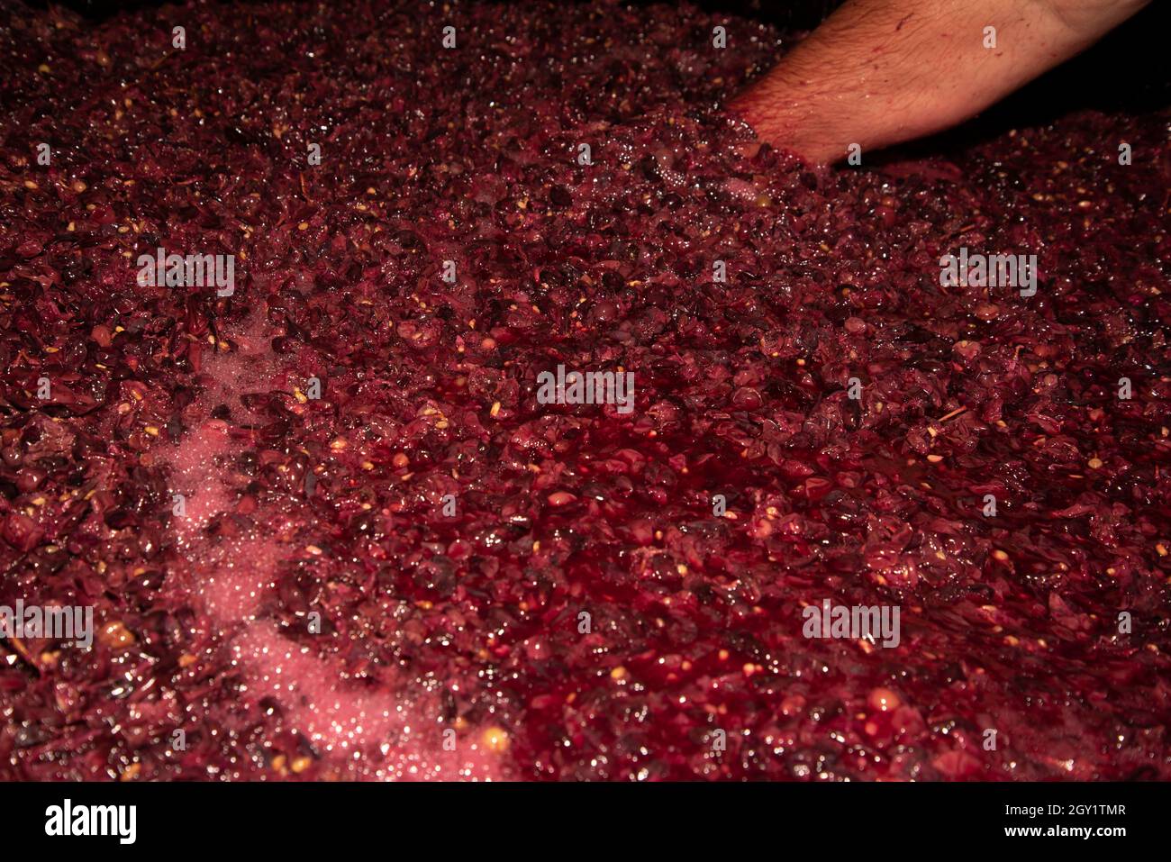 Un uomo mescola con le mani le uve fermentate. Foto Stock