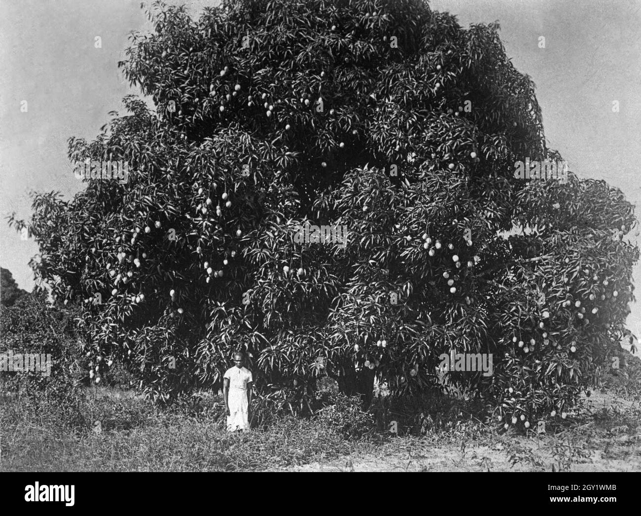 Eingeborener neben früchtetragendem Mangobaum, Deutsch-Ostafrika 1900er Jahre. Nativo accanto ad un albero di mango, Africa orientale tedesca del 1900. Foto Stock