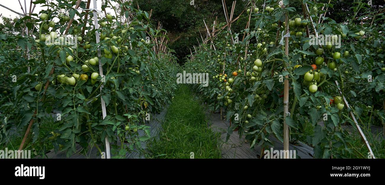 Giardino di pomodoro pronto per la raccolta Foto Stock