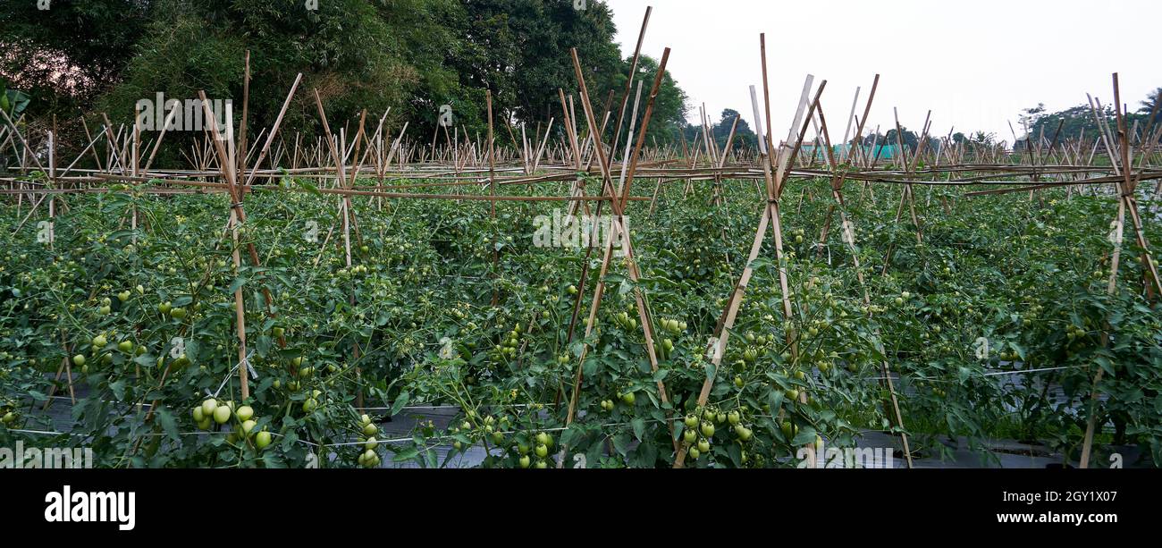 Giardino di pomodoro pronto per la raccolta Foto Stock