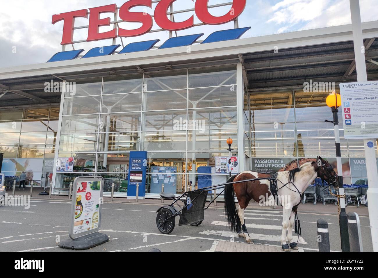 Evesham, Worcestershire, Regno Unito. 6 ottobre 2021. Un cavallo e un carro, noto anche come "skully", sono stati avvistati parcheggiati su una zebra che attraversava un supermercato Tesco a Evesham il mercoledì sera il proprietario è andato a fare shopping. L'animale era legato alla zebra con una corda. L'immagine divertente arriva quando la gente guarda ad altri mezzi di trasporto mentre la crisi del carburante continua in Inghilterra. Fig. Per credito: Interrompi stampa Media/Alamy Live News Foto Stock