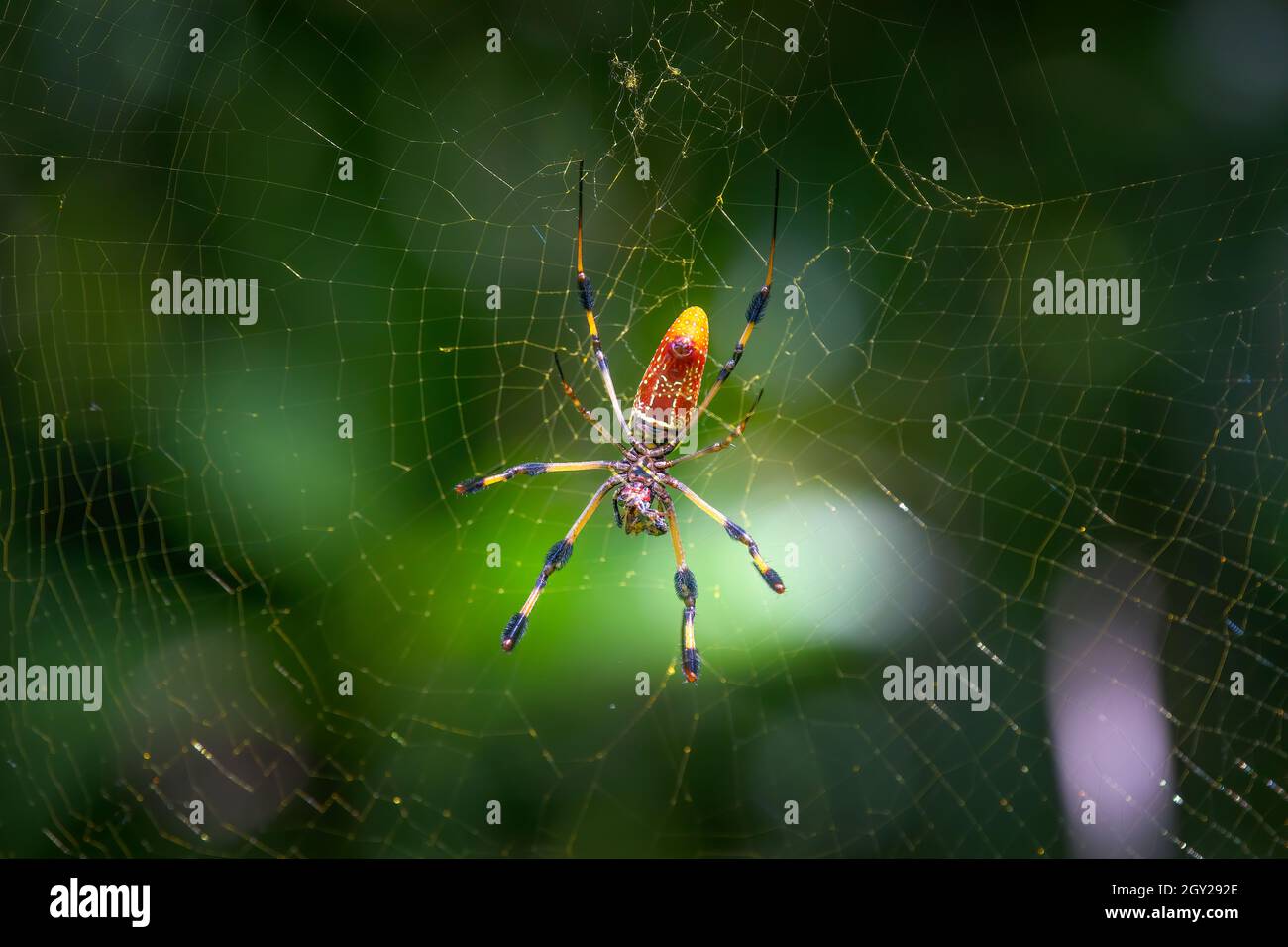 Un grande ragno di banana devours la sua preda in una zona boscosa della Florida del sud. Foto Stock