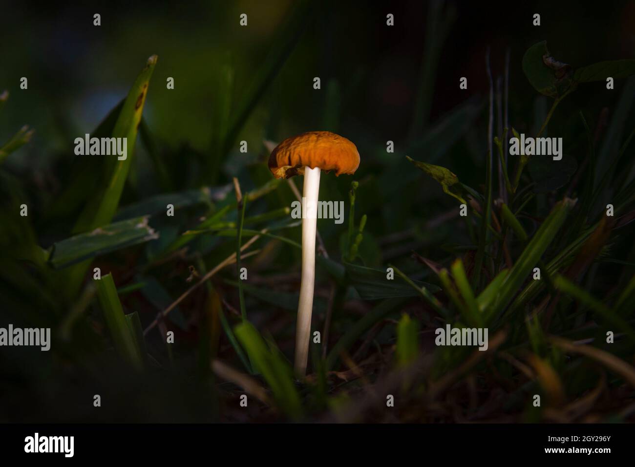 Un fungo selvatico cresce in un'area erbosa di un parco di zone umide nel sud della Florida. Foto Stock