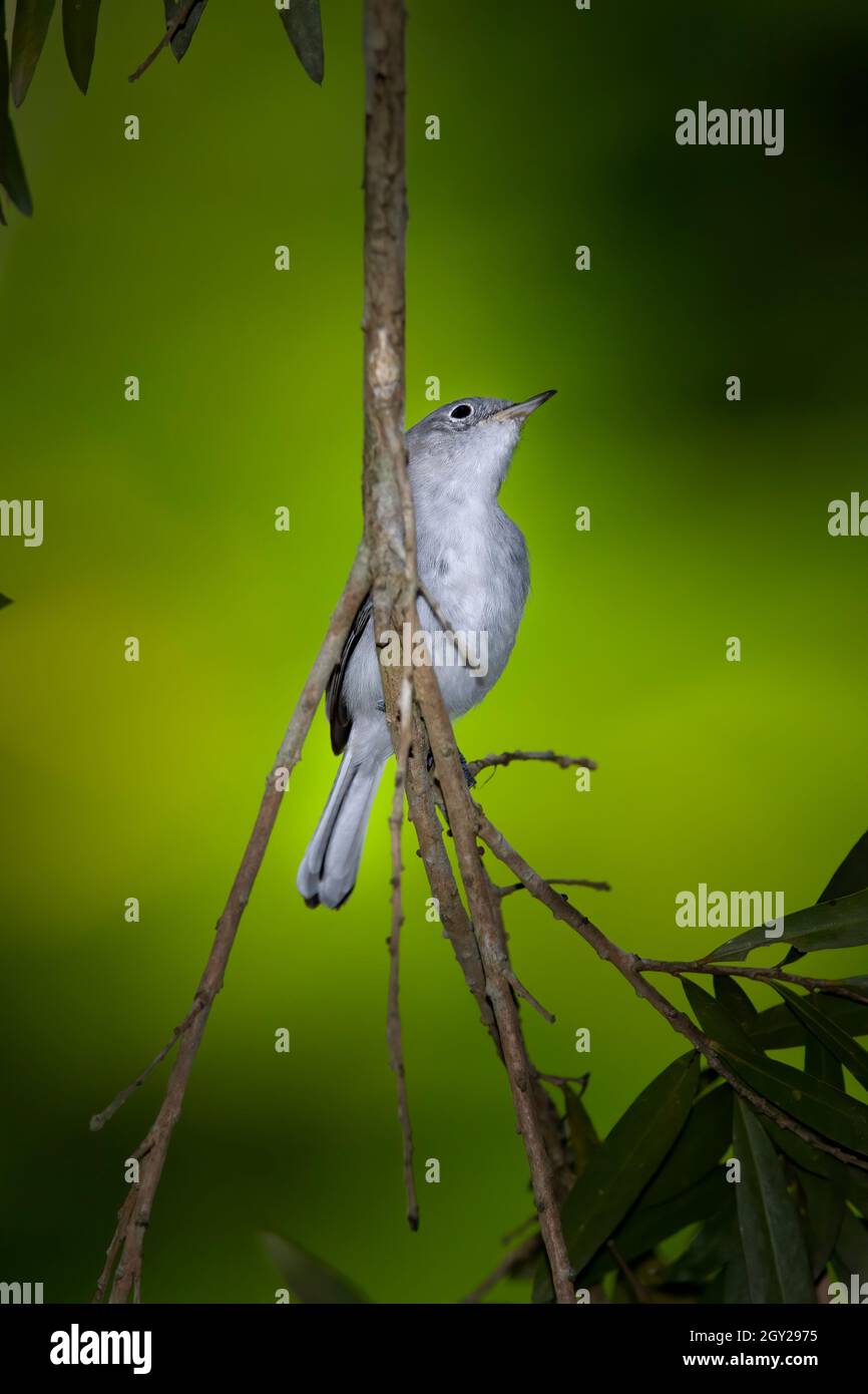 Un Palm Warber salta da una filiale all'altra nelle Everglades della Florida. Questo piccolo simpatico uccello è veloce e stava giocando a nascondere e cercare con un altro guerriero. Foto Stock