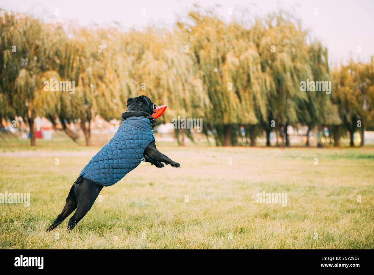 Corso attivo di Black Cane Dog Play salto con Plate Toy all'aperto nel parco. Il cane indossa abiti caldi. Razze di cane grandi Foto Stock