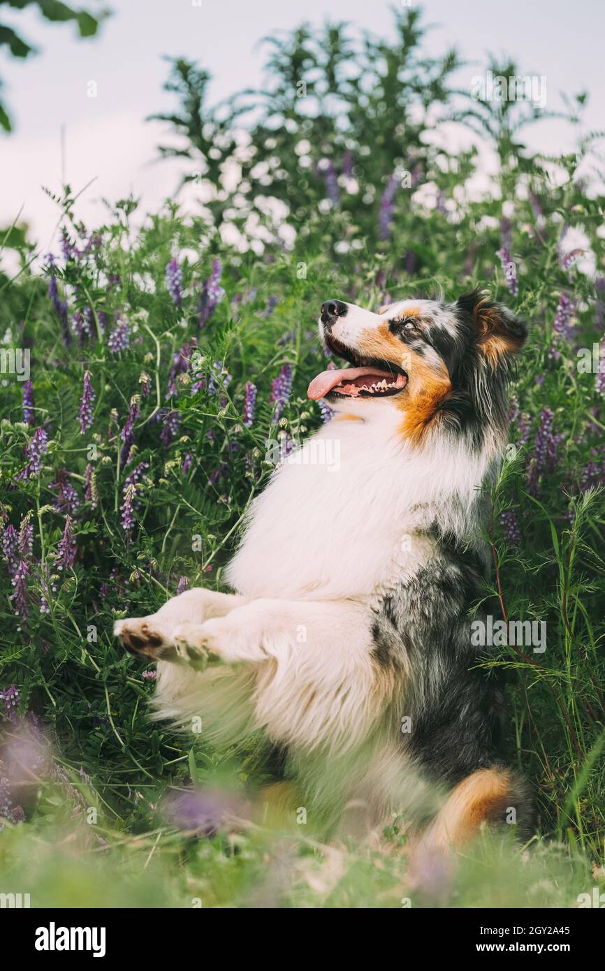 Divertente cane pastore australiano rosso e bianco che gioca in erba verde con fiori viola in fiore. Aussie è una razza di cane di medie dimensioni che è stato Foto Stock