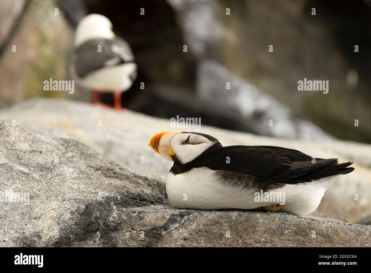Puffin cornuta, Fratercola cornicolata, Captive, Alaska Sea Life Centre, Seward, Alaska, USA Foto Stock