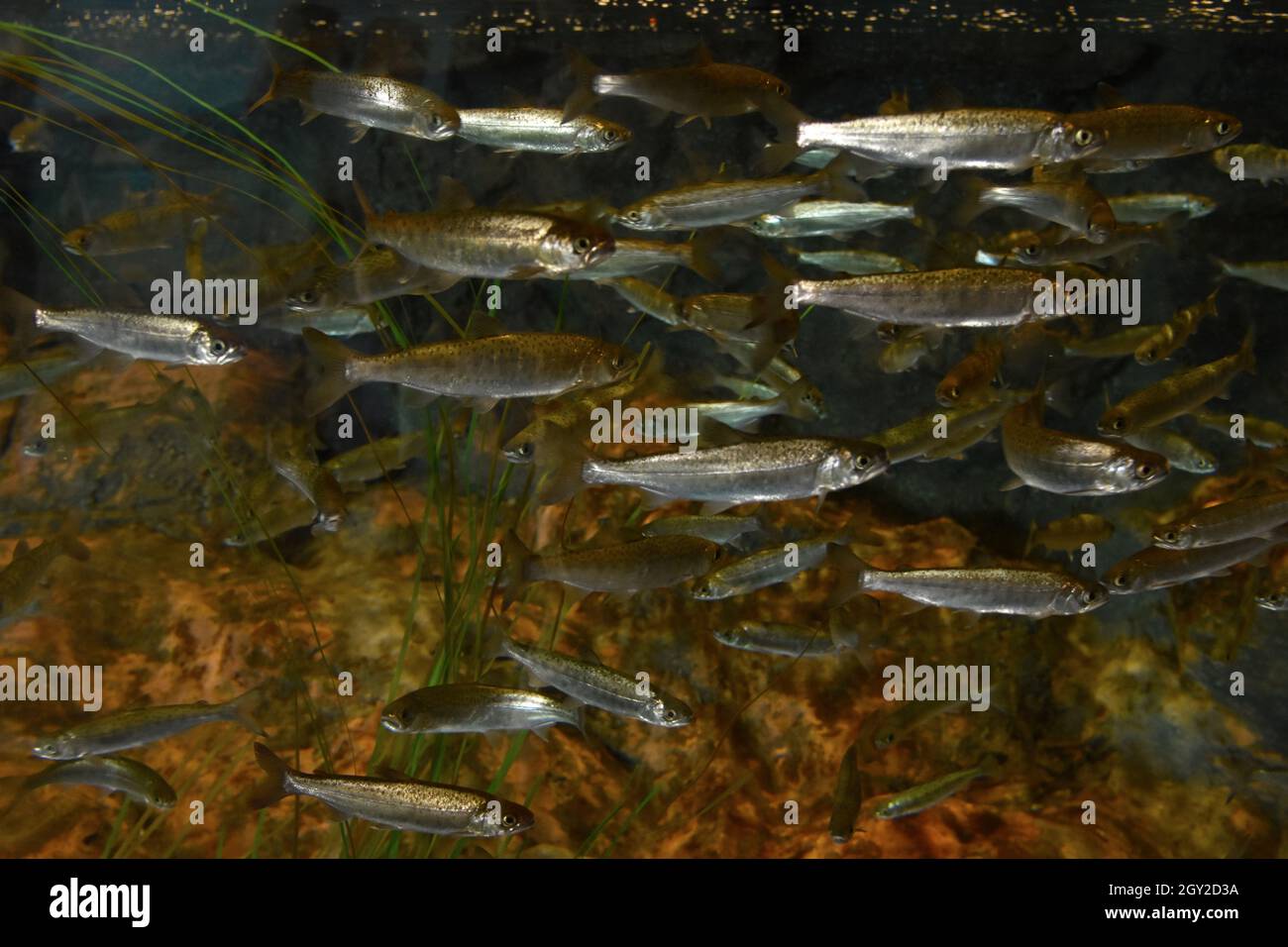 Salmone coho giovanile, Oncorhynchus kisutch, Captive, Alaska Sealife Centre, Seward, Alaska, Stati Uniti Foto Stock