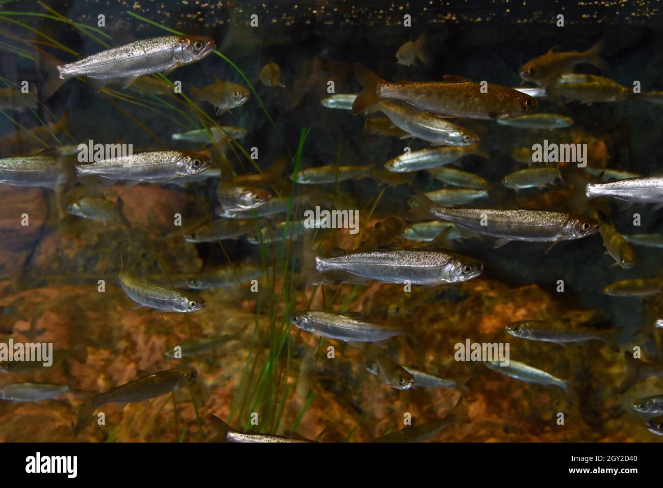 Salmone coho giovanile, Oncorhynchus kisutch, Captive, Alaska Sealife Centre, Seward, Alaska, Stati Uniti Foto Stock