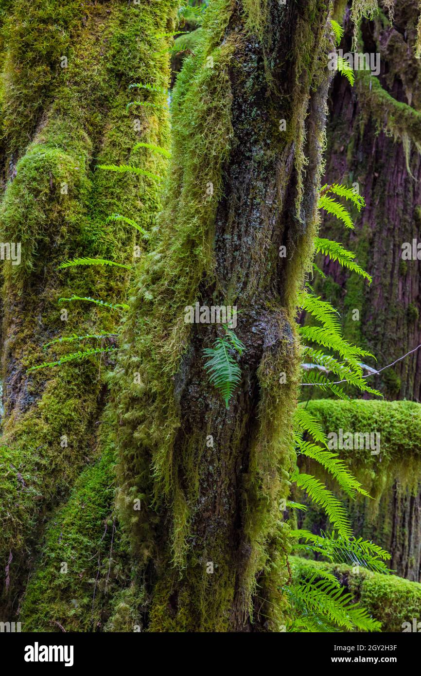 Licorice Ferns, Polypodium glycyrrrhiza, che cresce su un tronco di albero nella lussureggiante foresta a scala nel Parco Nazionale Olimpico, Washington state, USA Foto Stock