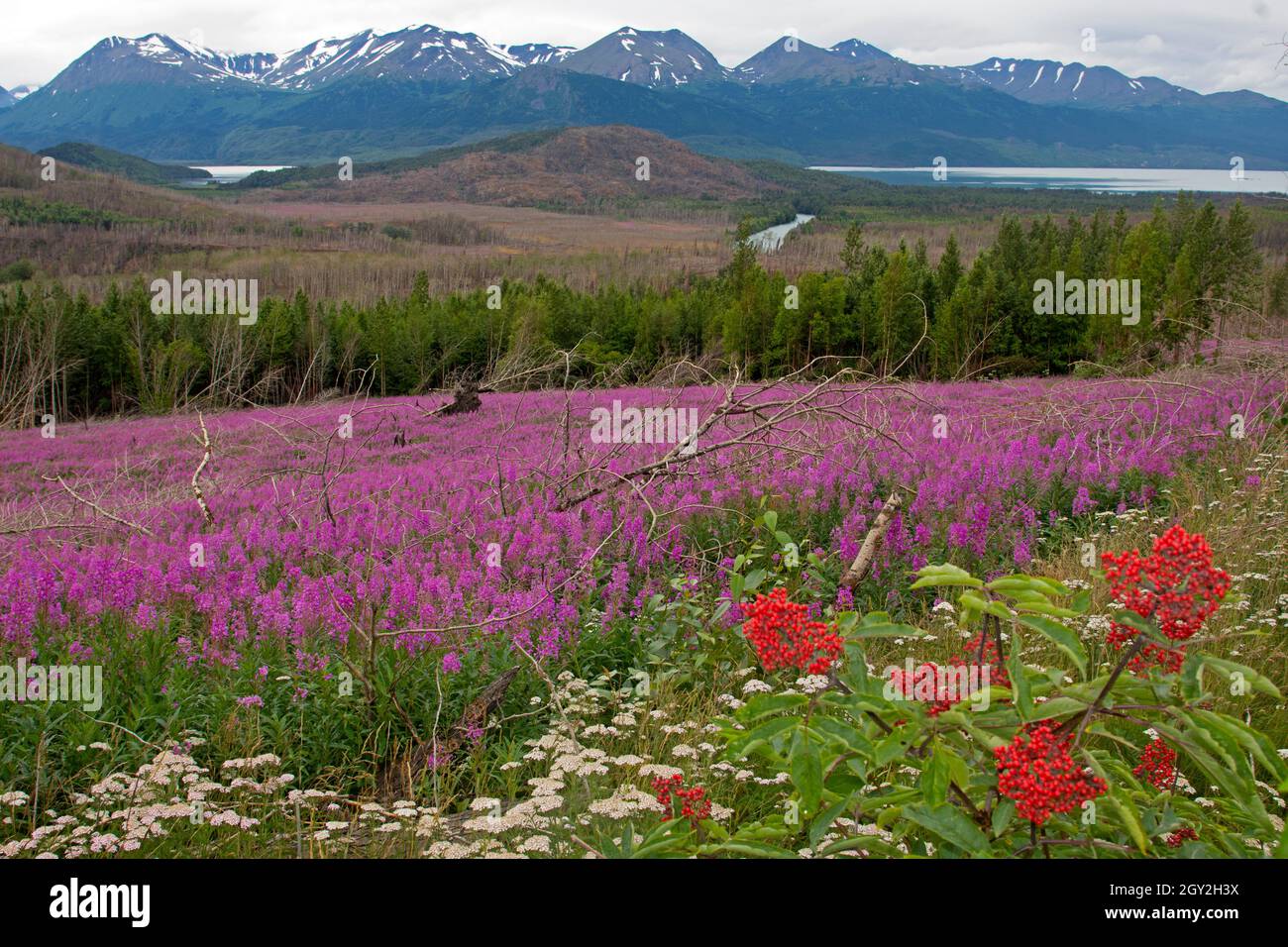 Un campo con fioritura rosa selvatico fuoco, chamaenerion angustifolium, Onagraceae, Lago di Skilak, Penisola di Kenai, Alaska, Stati Uniti Foto Stock