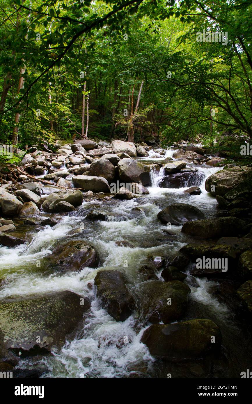 L'acqua bianca rotola su un letto di fiume molto roccioso attraverso un'area boschiva Foto Stock