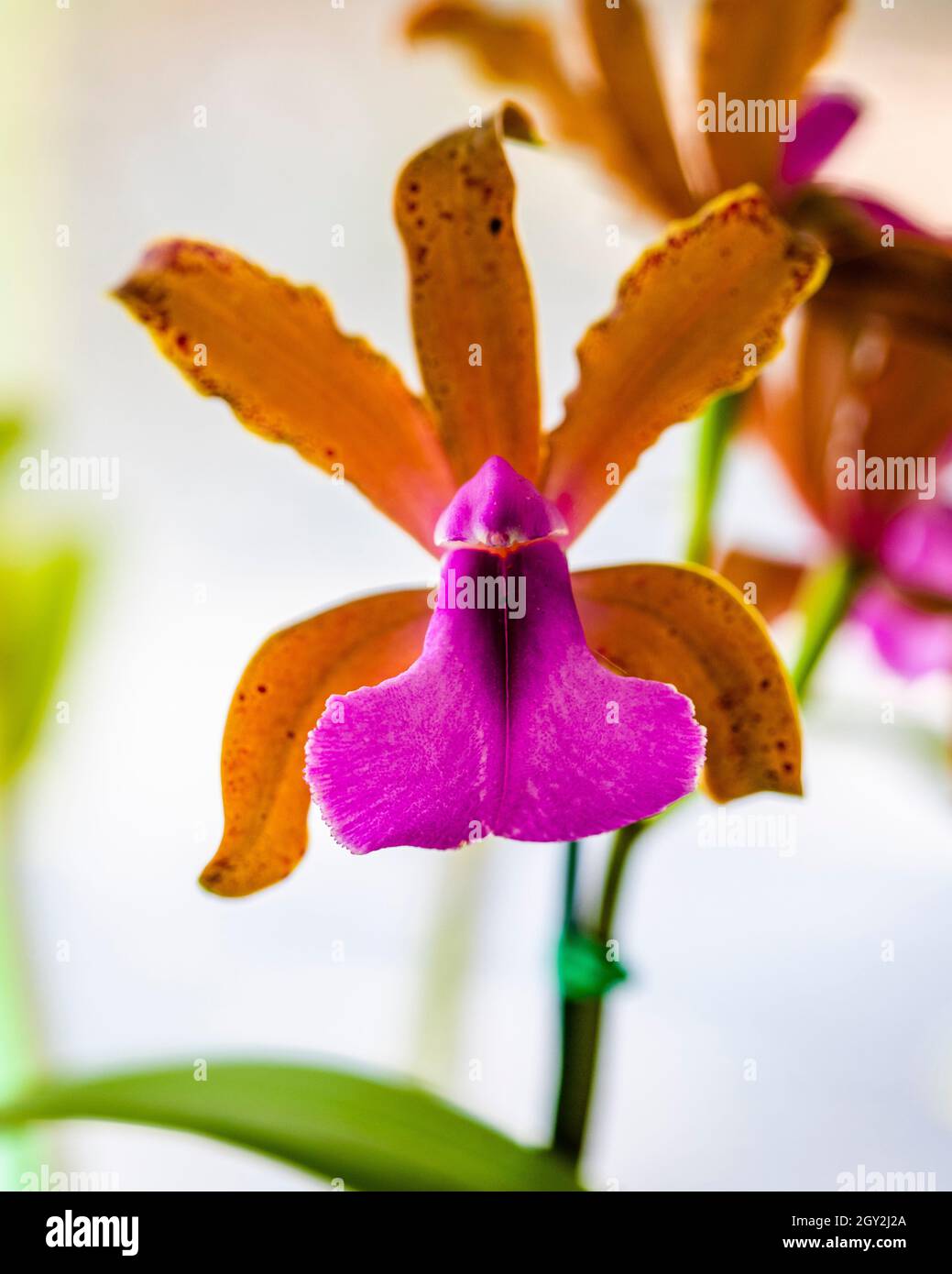 Orchid esposto al Redlands Orchid Festival in Homestead Foto Stock