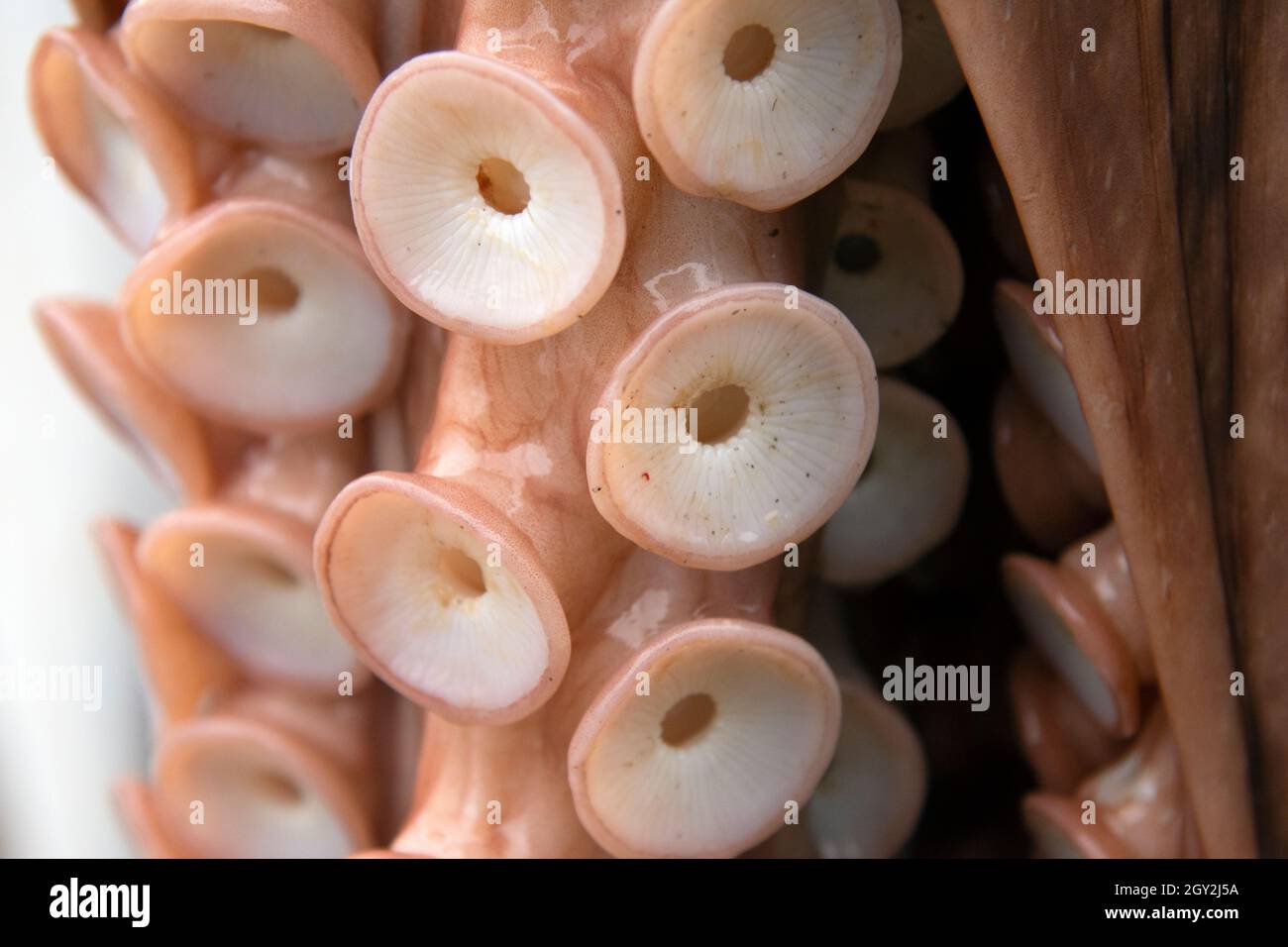 Primo piano di tentacoli di polpo e ventose in mostra, Omero, Alaska, USA Foto Stock