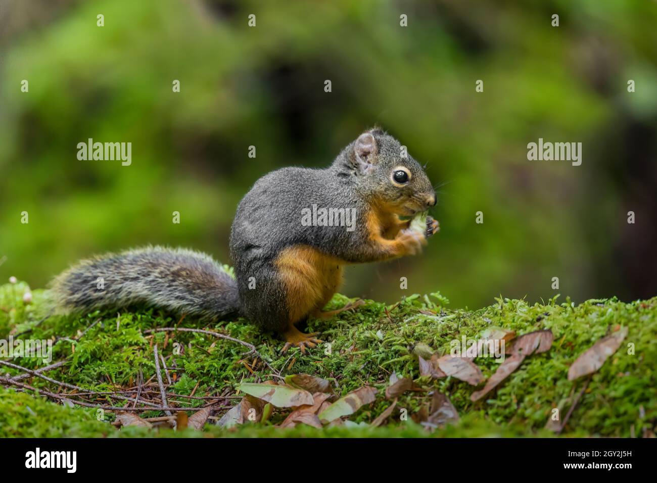 Chickaree, Tamiasciurus douglasii, alias Douglas o Pine Squirrel, che si nutrono di semi di acero a scala nel Parco Nazionale Olimpico, Washington state, USA Foto Stock