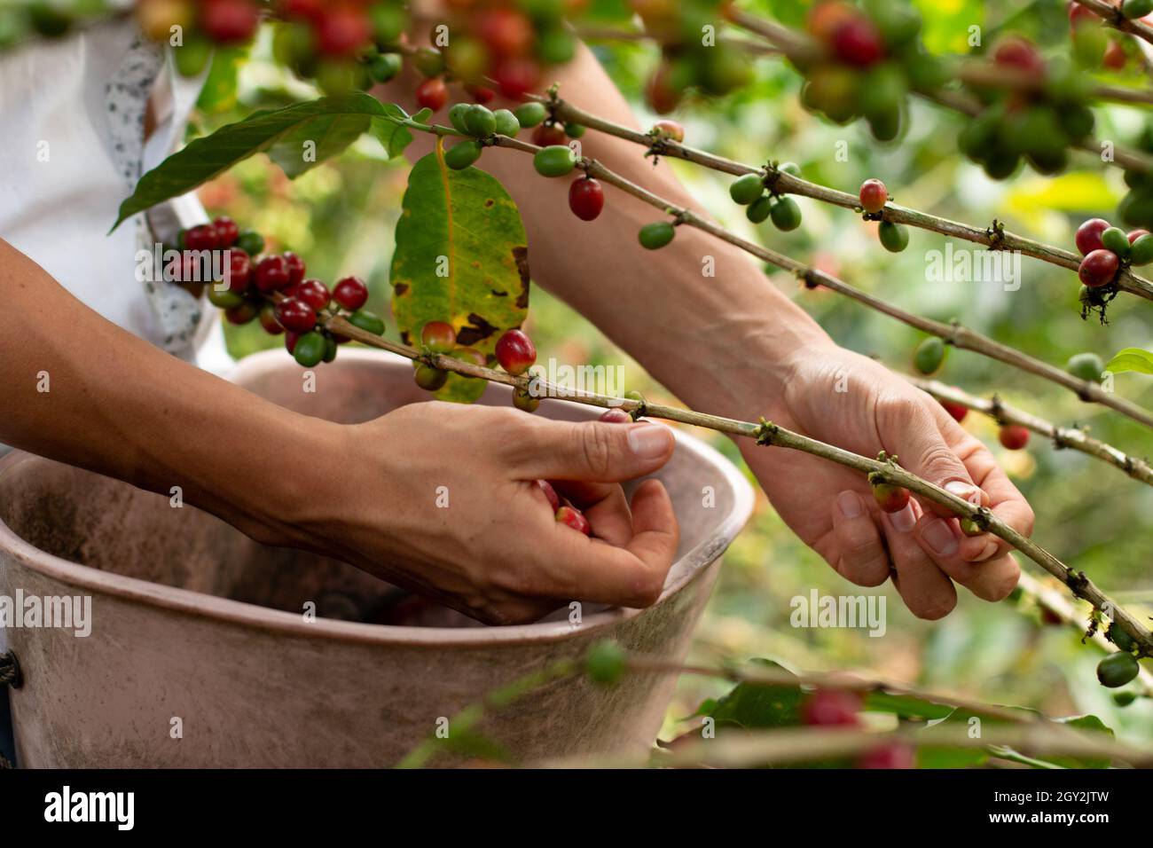 Le mani dell'uomo raccolgono il caffè maturo. Caffè rosso, maturo e pronto per la raccolta. Rami di albero di caffè. Foto di alta qualità Foto Stock