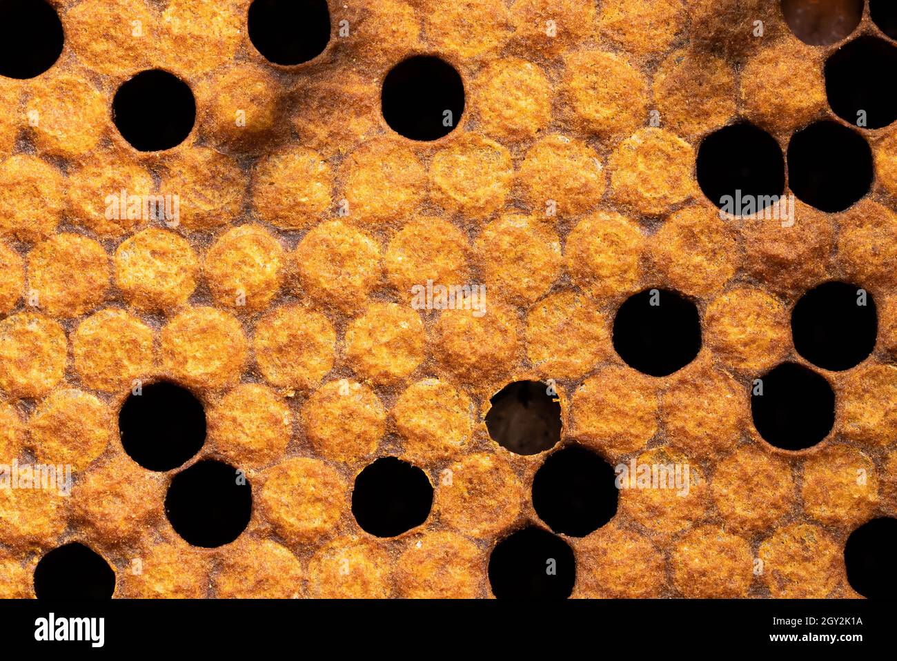 Primo piano sfondo testurizzato di nido d'ape sigillato. Produzione di nettare in apiario, miele dolce. Concetto di cultura apicoltura, raccolto giallo. Foto Stock