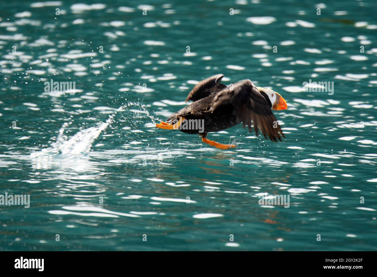 Puffin tufted, Fratercola cirrhata, decollo su acqua, Gull Island, Kachemak Bay, Alaska, USA Foto Stock
