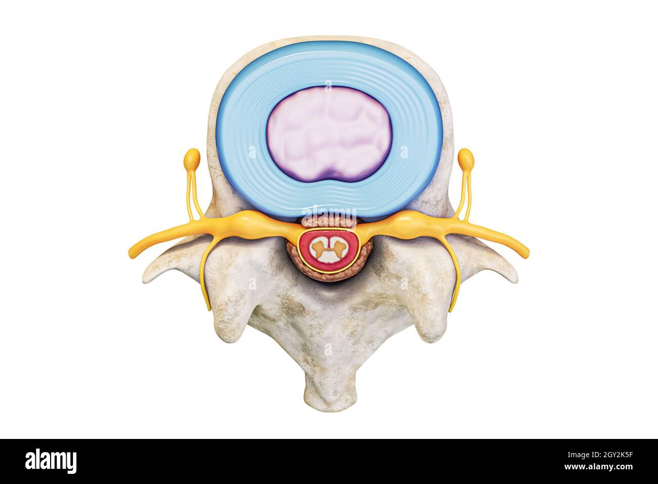 Vista superiore della vertebra lombare umana con disco e midollo spinale isolati su sfondo bianco con rappresentazione 3D dello spazio di copia. Anatomia e m Foto Stock