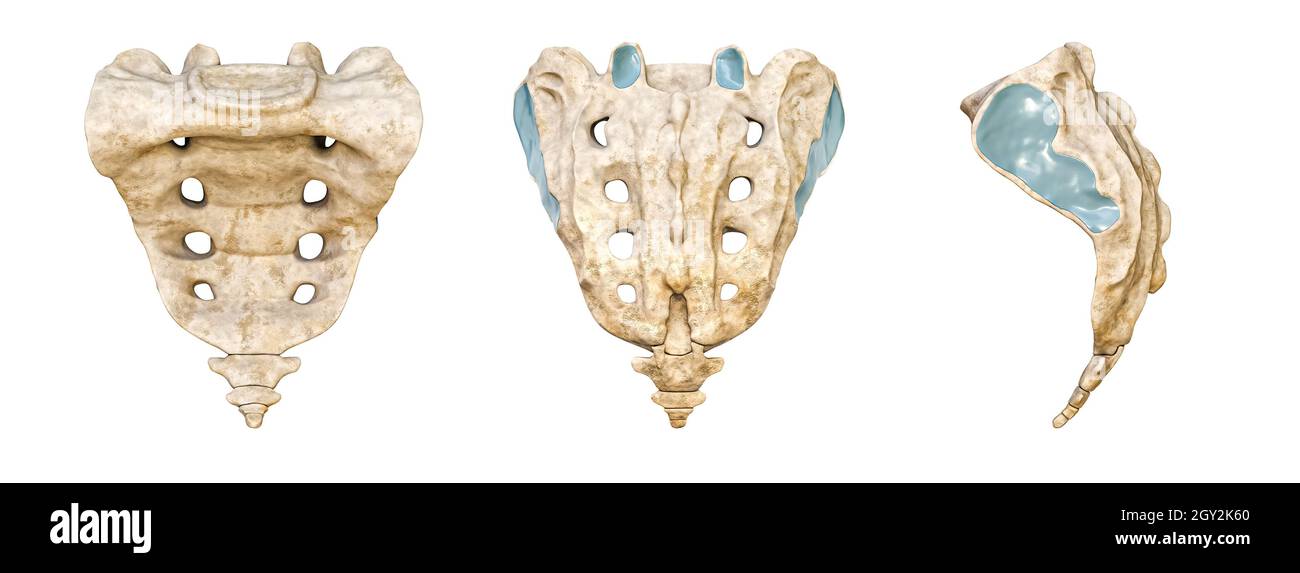 Sacrum umano e coccix posteriore, anteriore e laterale isolati su sfondo bianco illustrazione di rendering 3D. Grafico anatomico vuoto. Anatomia, Foto Stock