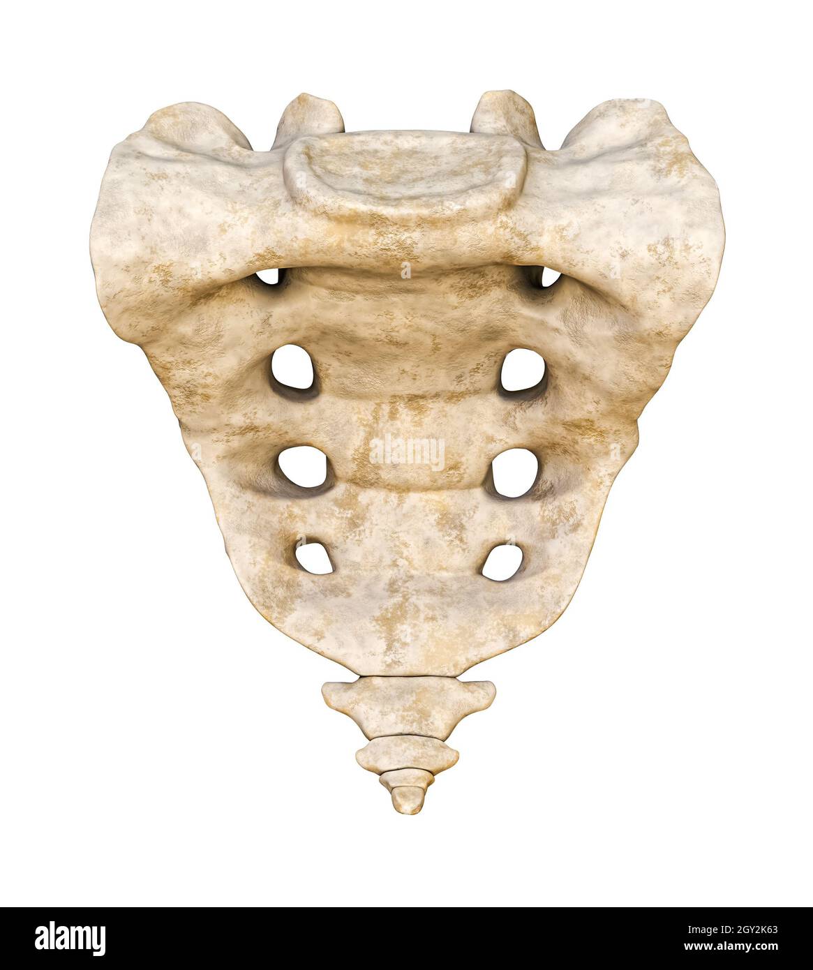 Immagine dettagliata del volto anteriore o della vista frontale del sacro umano e del coccix 3D con rappresentazione isolata su sfondo bianco. Grafico anatomico vuoto. Anatom Foto Stock