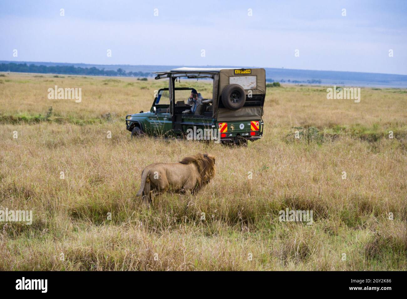 Tourist in 4x4 landcruiser guardare leone maschio a piedi (panthera leo), Masai Mara National Game Park Reserve, Kenya, Africa orientale Foto Stock