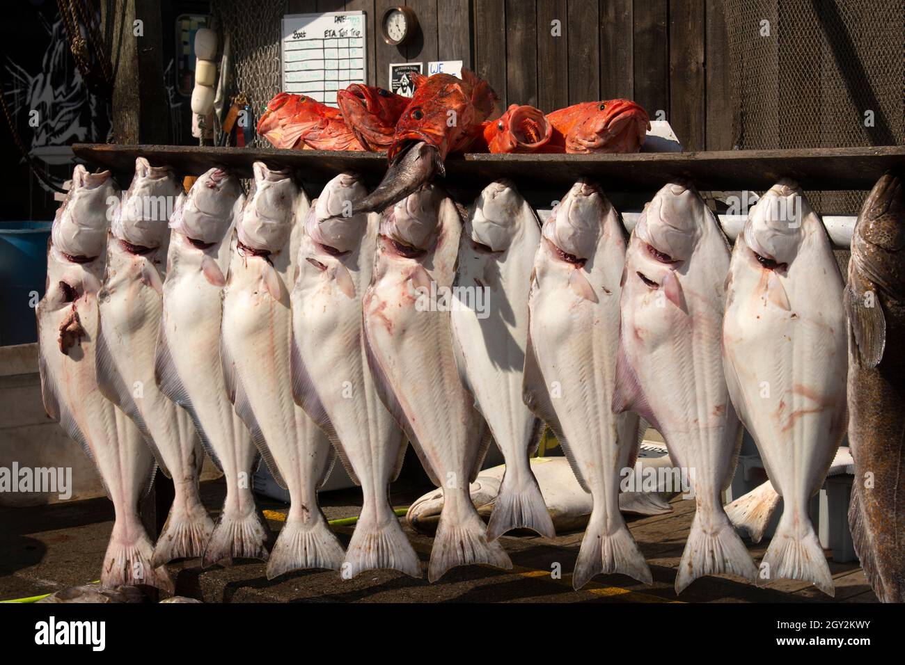 Cattura del giorno mostra di halibuts freschi, Ippoglossus stenolepis, nel Homer Spit, Homer, Alaska, Stati Uniti Foto Stock